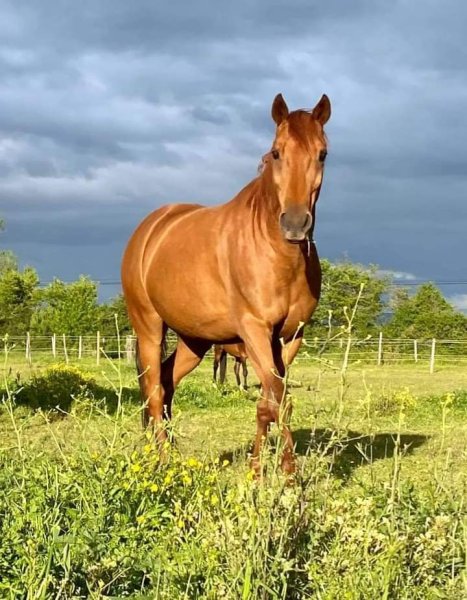 Écurie de mai - photo 1