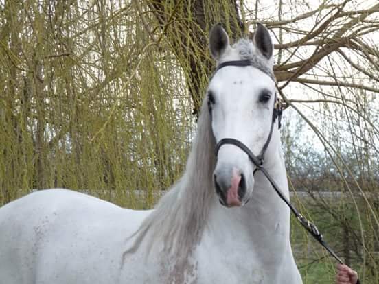 Ecurie du Nirvana - photo 1