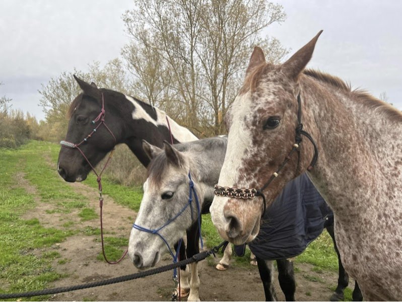 Les Ecuries De Goyaka - photo 1