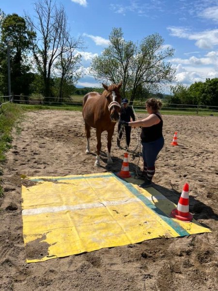 Les Ecuries De Goyaka - photo 2