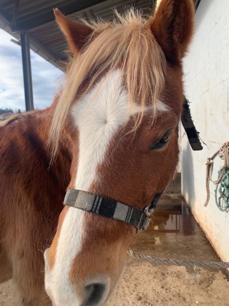 centre equestre de la roche - photo 3