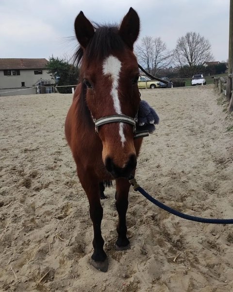 Centre de Loisirs et Equestre - photo 3