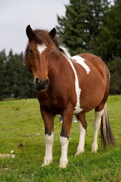 LA FERME EQUESTRE DU ROUSSET - photo 3