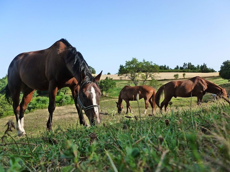 CENTRE ÉQUESTRE LE CHEVAL MUSICAL - photo 1