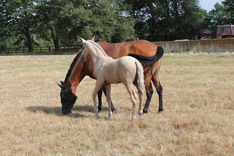 Domaine Equestre du Solat