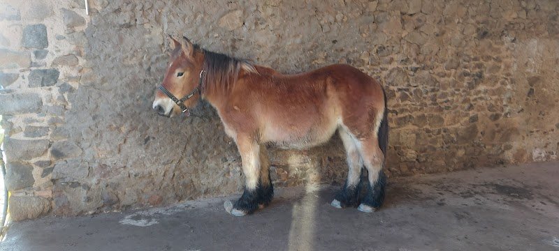 Ecurie Barbarin - photo 2