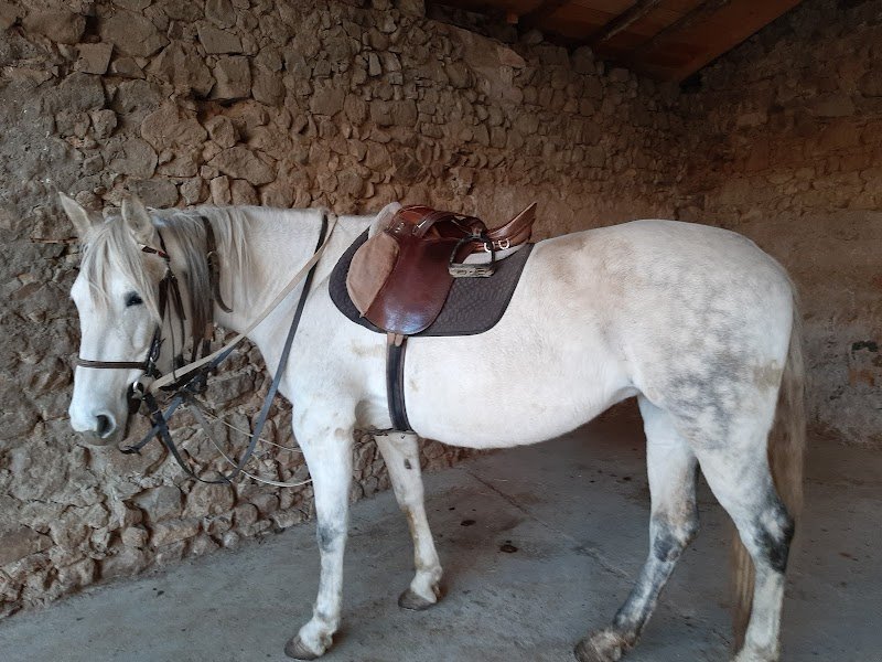 Ecurie Barbarin - photo 3