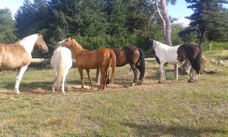 Forez à cheval - photo 1