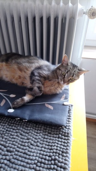 Pension Féline Chez Chaminous - photo 1