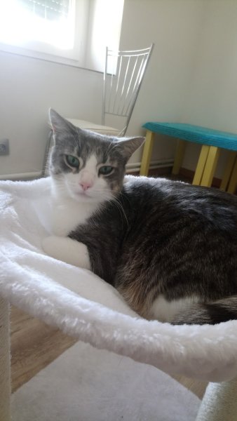 Pension Féline Chez Chaminous - photo 2