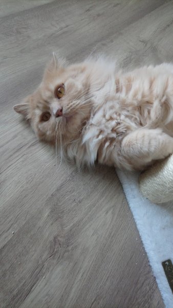 Pension Féline Chez Chaminous - photo 3