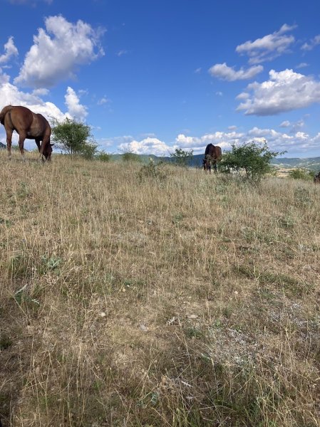 LES CHEVAUX DU RAJAL - photo 3
