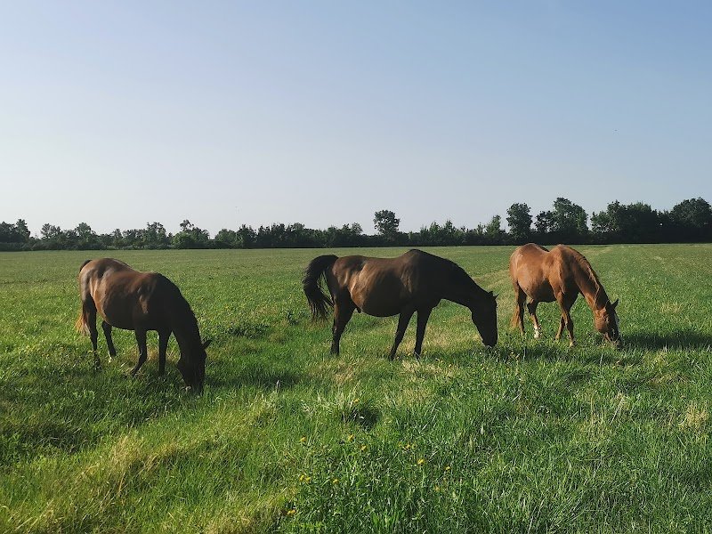 Pension de chevaux Marcou