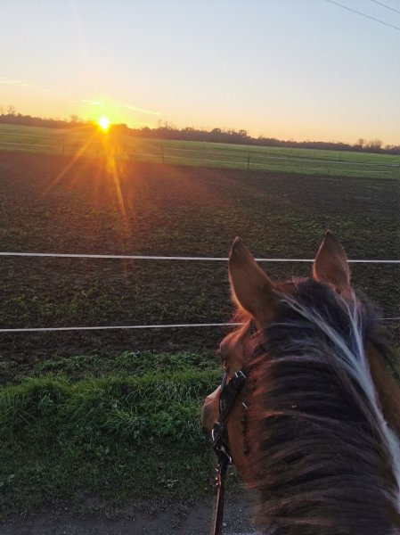 Pension de chevaux Marcou - photo 2