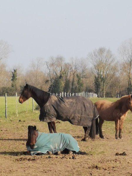 Pension de chevaux Marcou - photo 3
