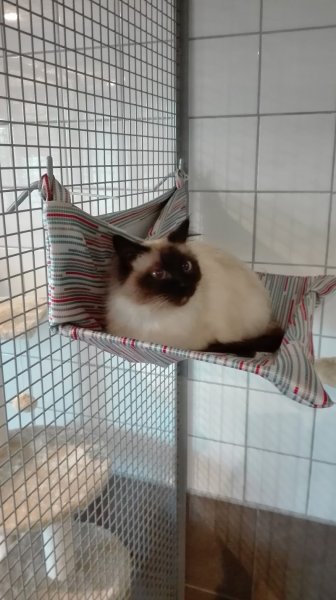 Pension féline Maloan