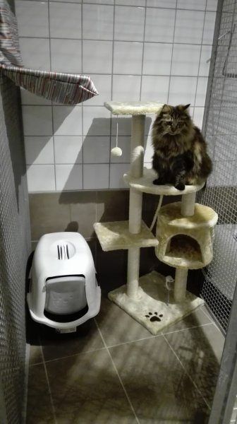 Pension féline Maloan - photo 2