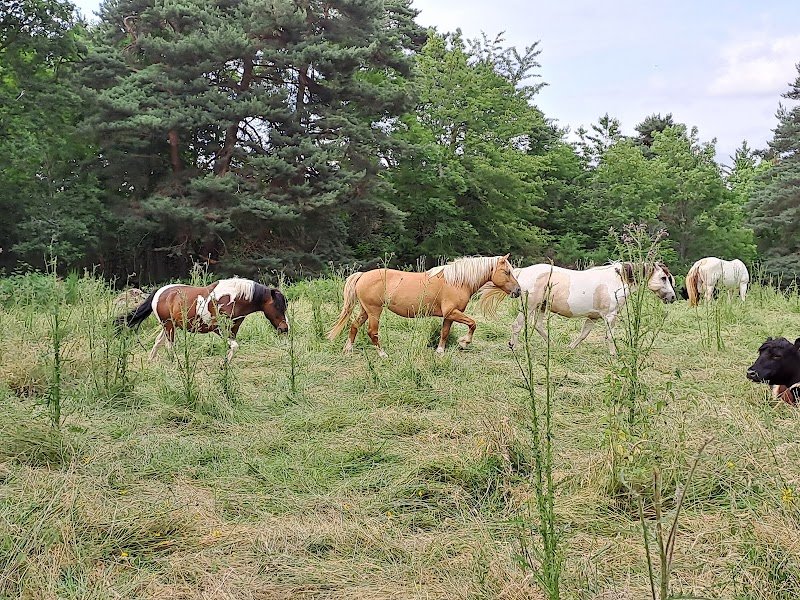 BELTIE RANCH - RANDONNEES EQUESTRES & VENTE DIRECTE BOUEF GALLOWAY A LA FERME - photo 1