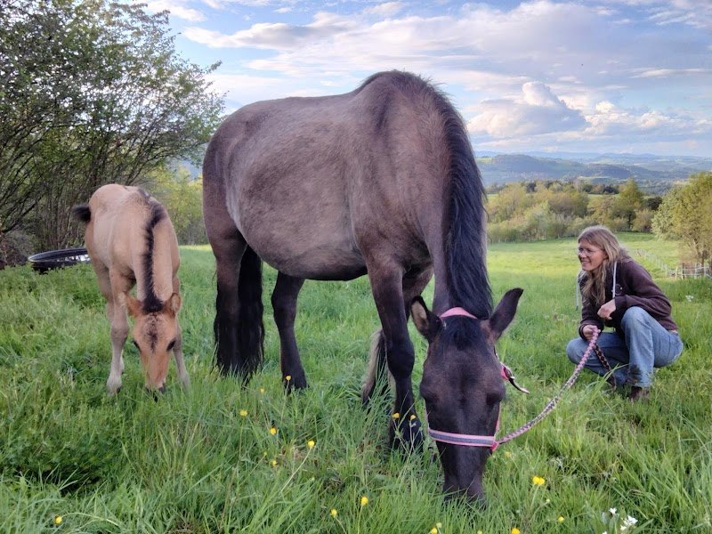BELTIE RANCH - RANDONNEES EQUESTRES & VENTE DIRECTE BOUEF GALLOWAY A LA FERME - photo 2