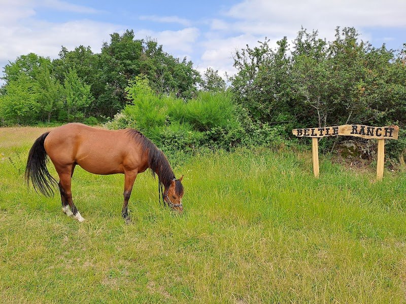 BELTIE RANCH - RANDONNEES EQUESTRES & VENTE DIRECTE BOUEF GALLOWAY A LA FERME - photo 3