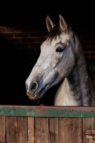 Centre Equestre, pension de chevaux de Villers Cotterets