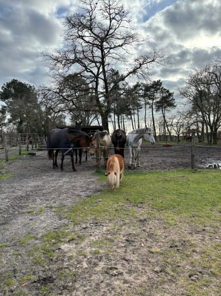 Ecurie de Myrisse - photo 2