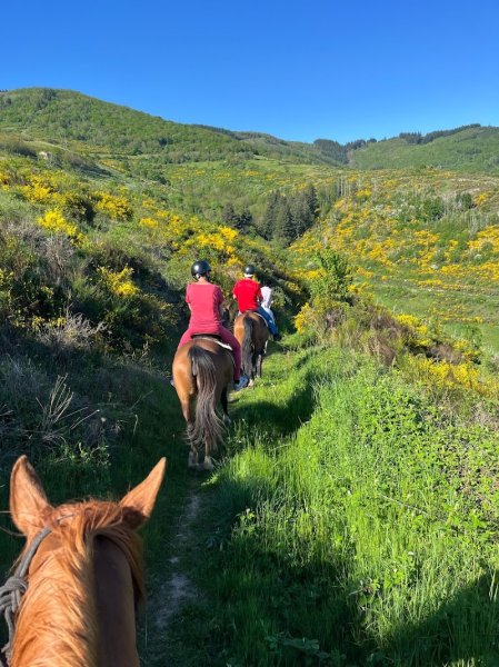 Ferme Equestre de la Roche Fendue - photo 1