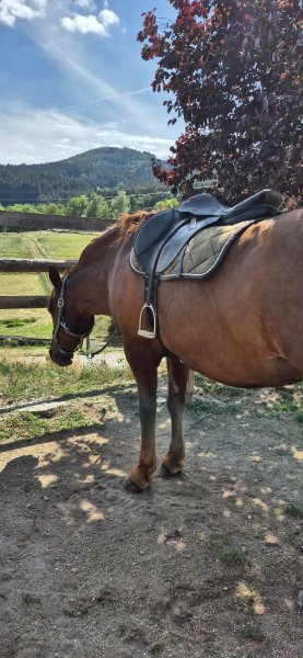 Ecuries des 3 vallées