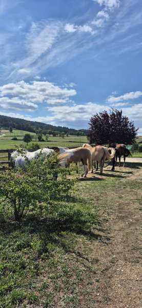 Ecuries des 3 vallées - photo 2