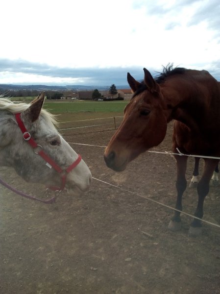 Centre Équestre de Brioude-Bonnefont - photo 3