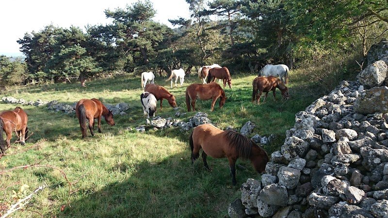 Cepc les petits chevaux - photo 2