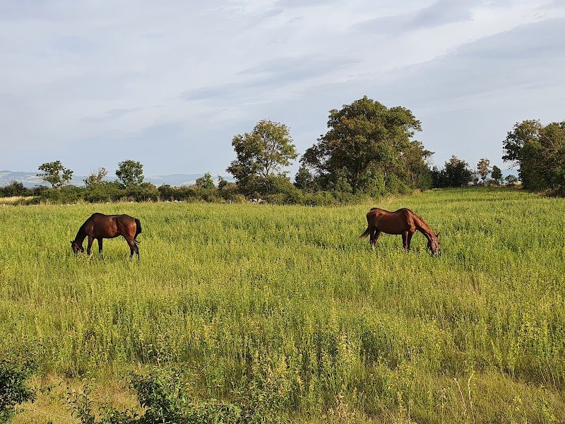Cepc les petits chevaux - photo 3