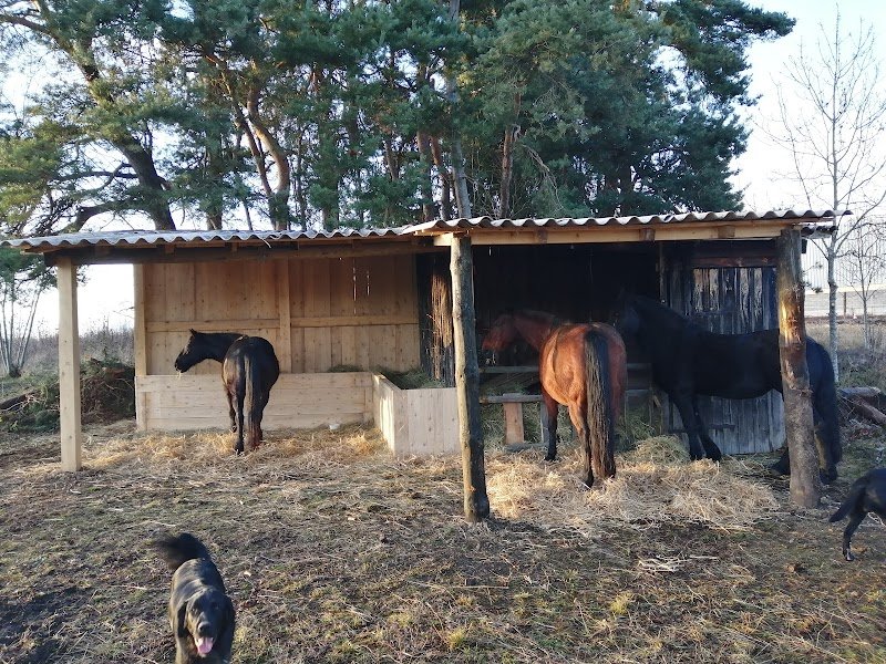 La voix du cheval - photo 3