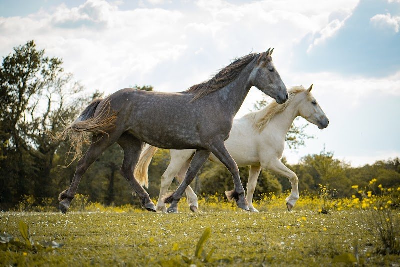 Les écuries de Vanda - photo 3