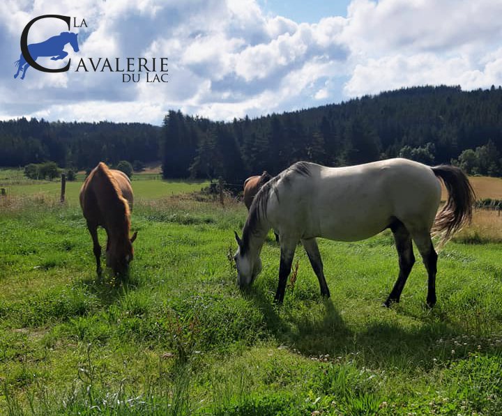 La Cavalerie du Lac - photo 1