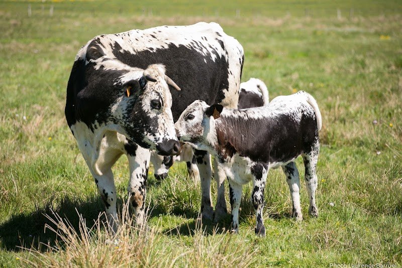 Association Ferme Pédagogique et Equestre - photo 1
