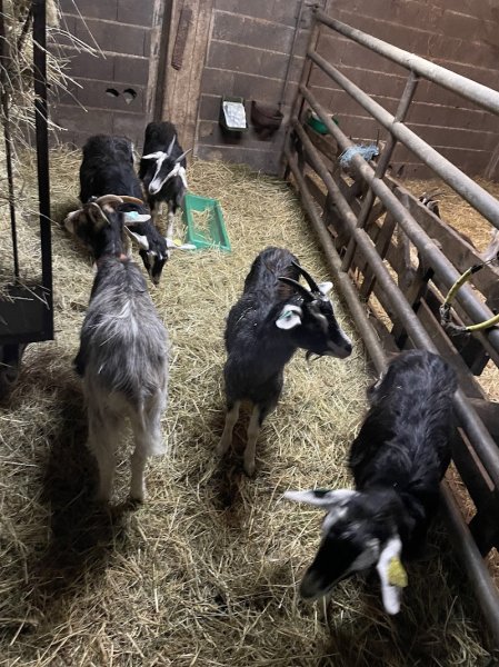 Association Ferme Pédagogique et Equestre - photo 3