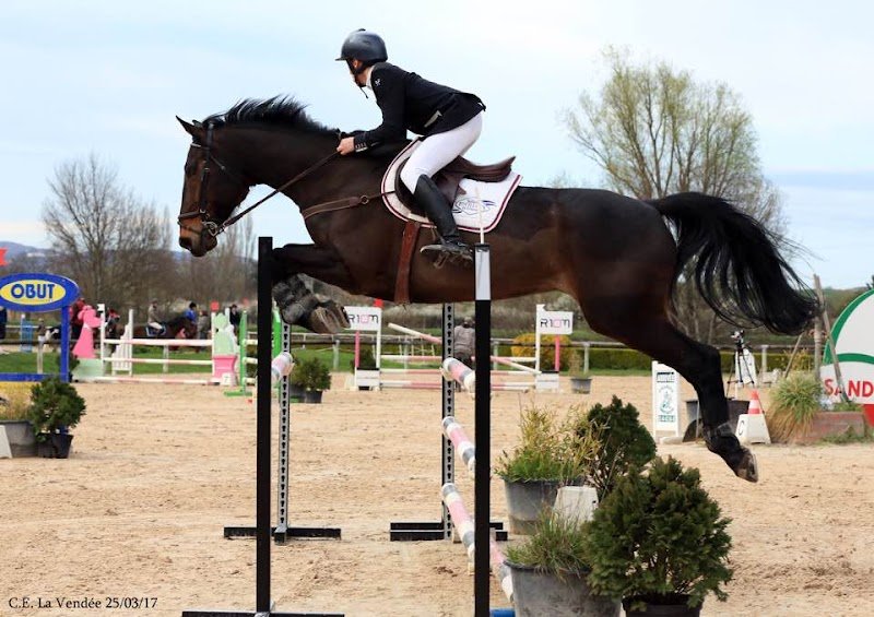 ANDRIEUX Cavalier moniteur d'équitation, élevage équin, chevaux de sports equestres