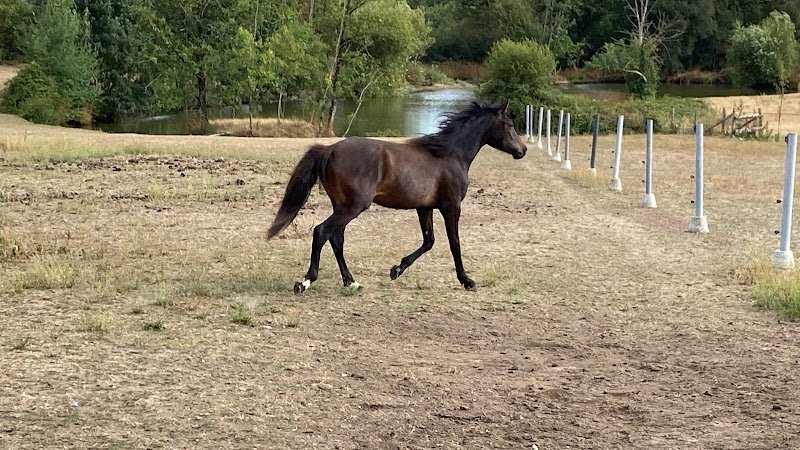Écurie Castel - photo 2