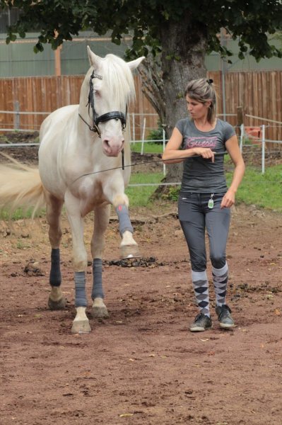 Ecurie de la Source Pompadour - photo 3
