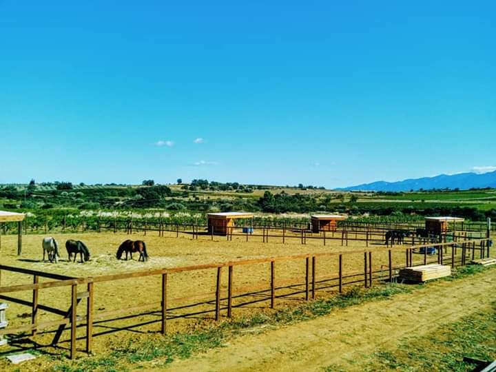 Le Clan d'Epona - Pension chevaux - Rééducation - photo 2