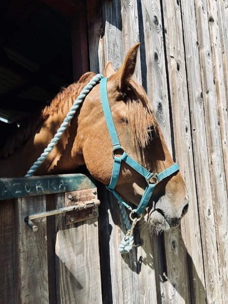 Écurie Equid’elle - photo 2