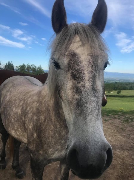 Écurie Equid’elle - photo 3