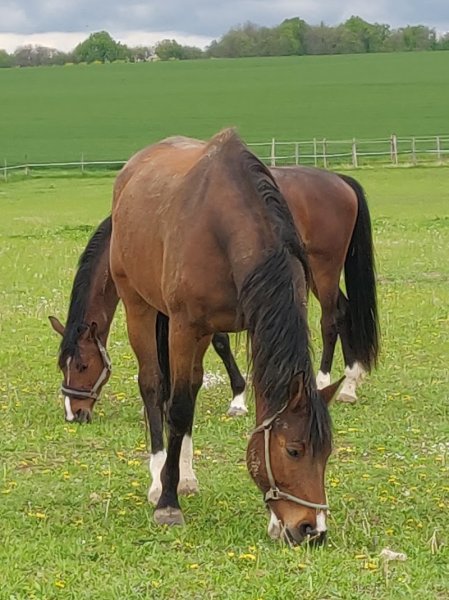 Les Ecuries Badier - photo 1