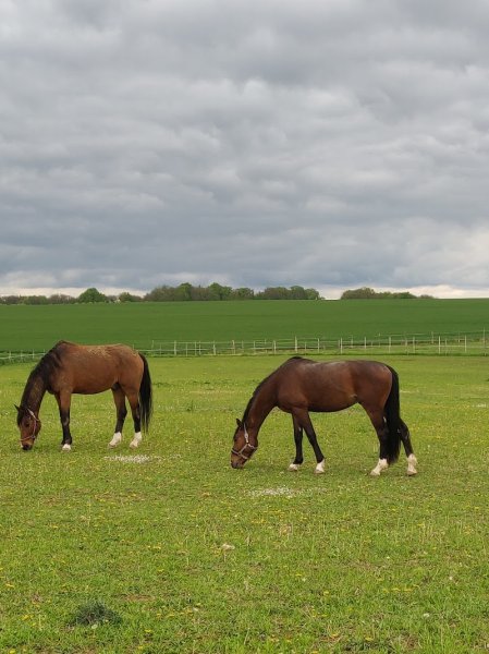 Les Ecuries Badier - photo 2