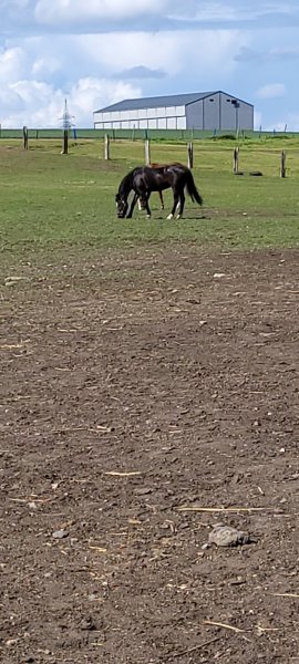 Haras Sainte-Marguerite - photo 3