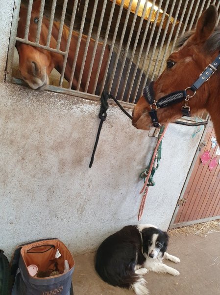 Ecurie de la Gane - photo 2