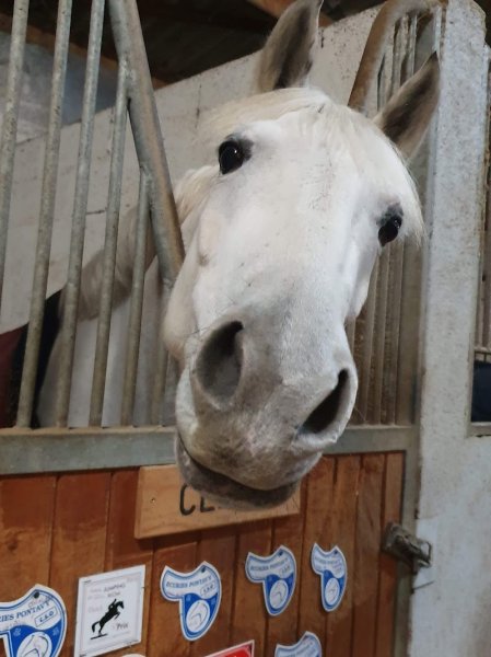 Ecurie de la Gane - photo 3