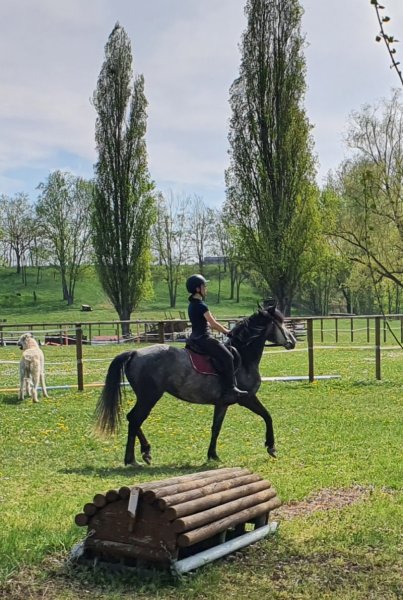 Pont-du-Château Equestre - photo 2