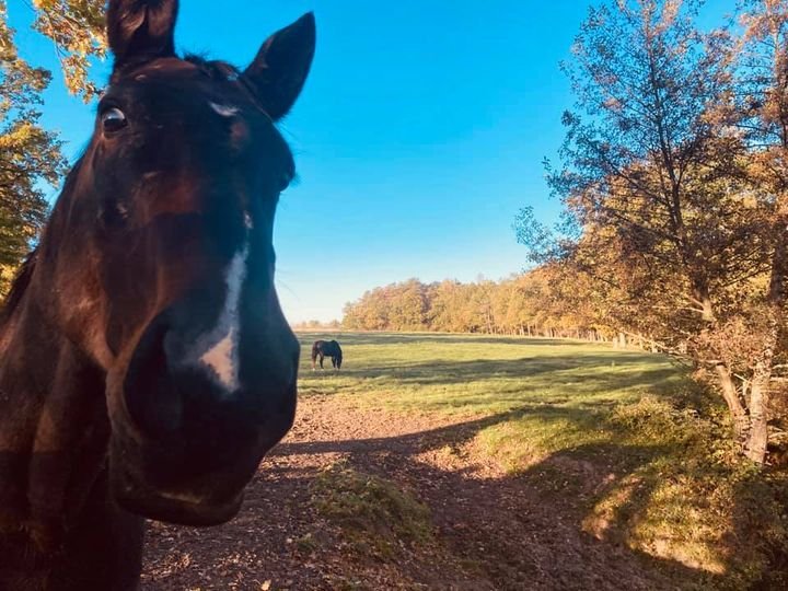 Écuries de la Carte - photo 3